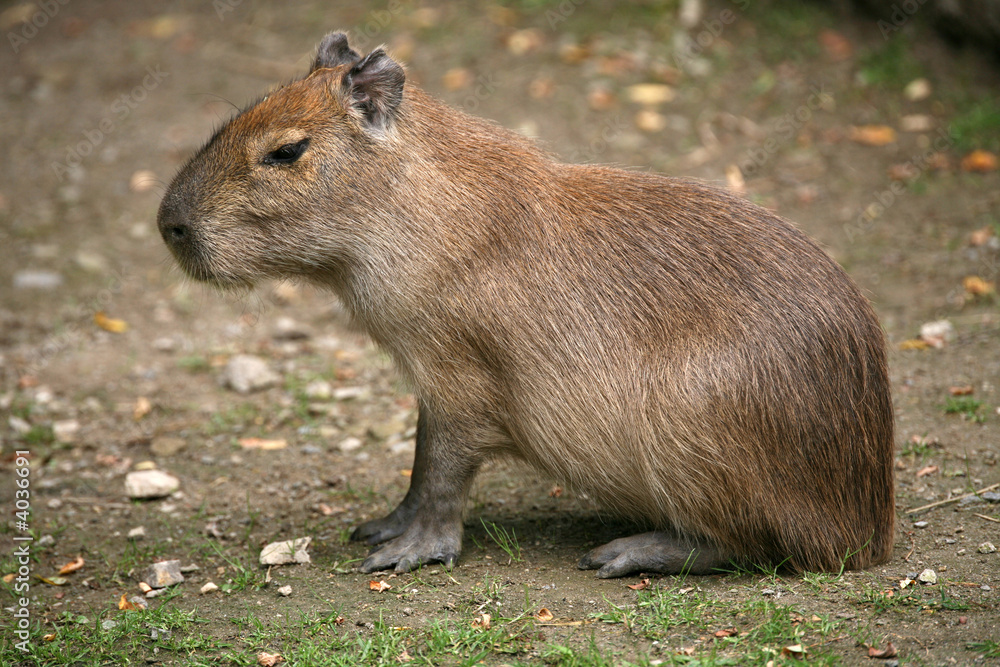 Wasserschwein Wasserschwein