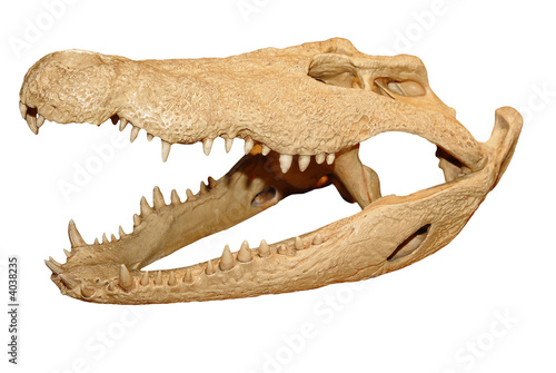 Alligator skull © TRITOOTH