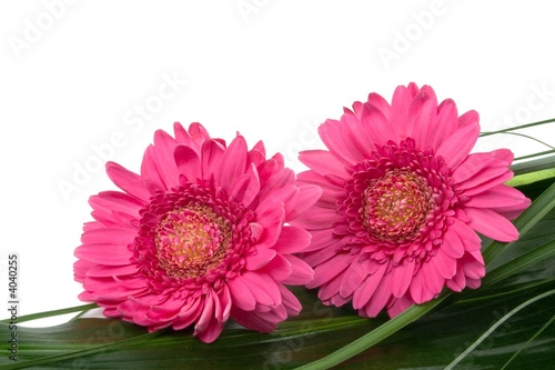 Two pink daisies laying on a green lea separated on white