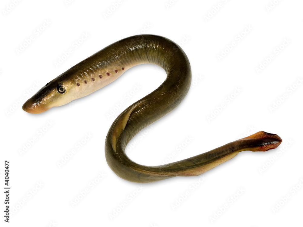 Lamprey Lamprey