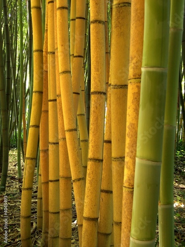 Bambus 05