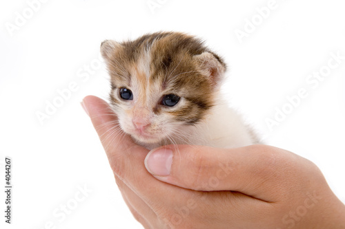 Hands holding a kitten on white background