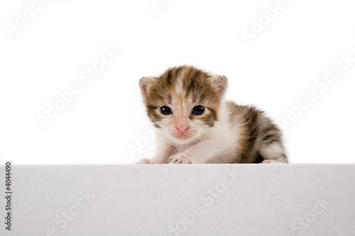 striped kitten standing on a white box