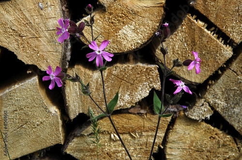 Brennholz mit Blume im Defereggental photo