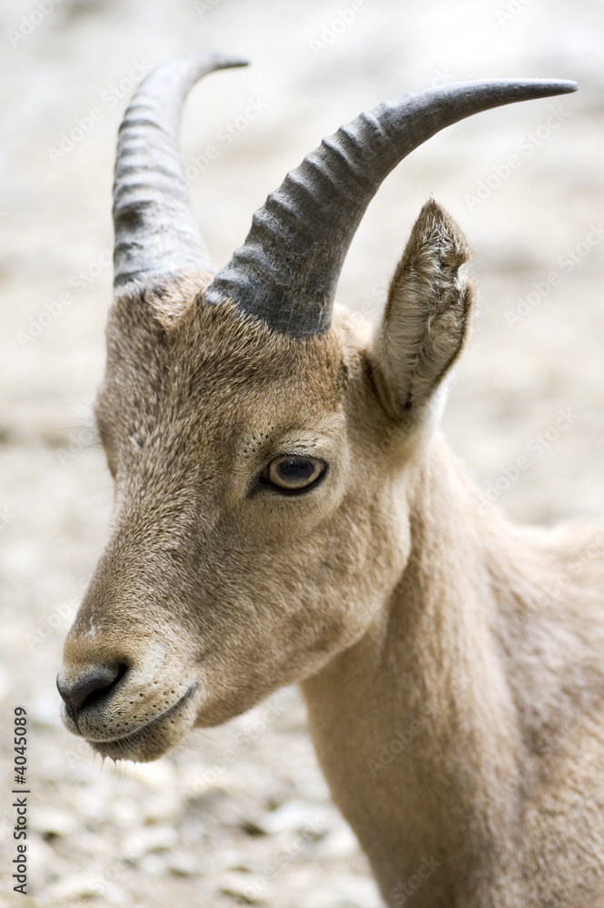 West-Caucasian Ibex