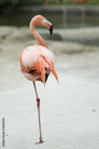 Cuban flamingo