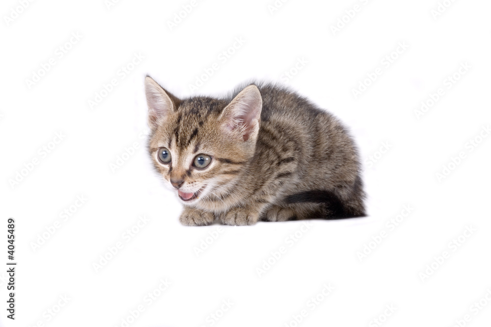 striped kitten lying down, isolated