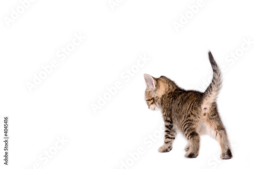 walking striped kitten, rear view