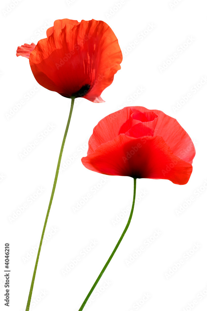 Obraz premium dwa maki na białym tle