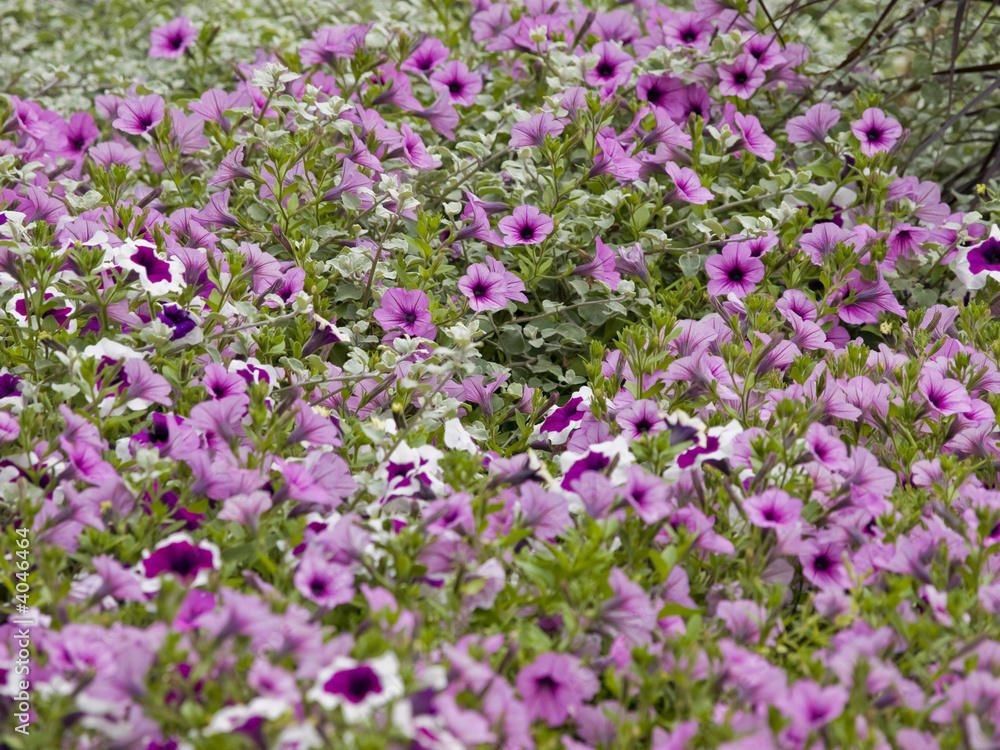 Flowers in the park. Focus in the center.