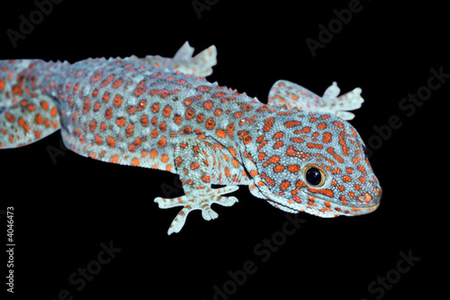 big gecko species isolated on Black