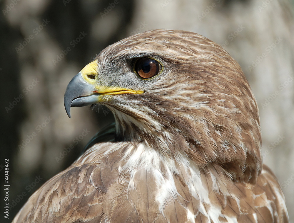 Common buzzard in a tree looking at a mouse. Common buzzard in a tree looking at a mouse.