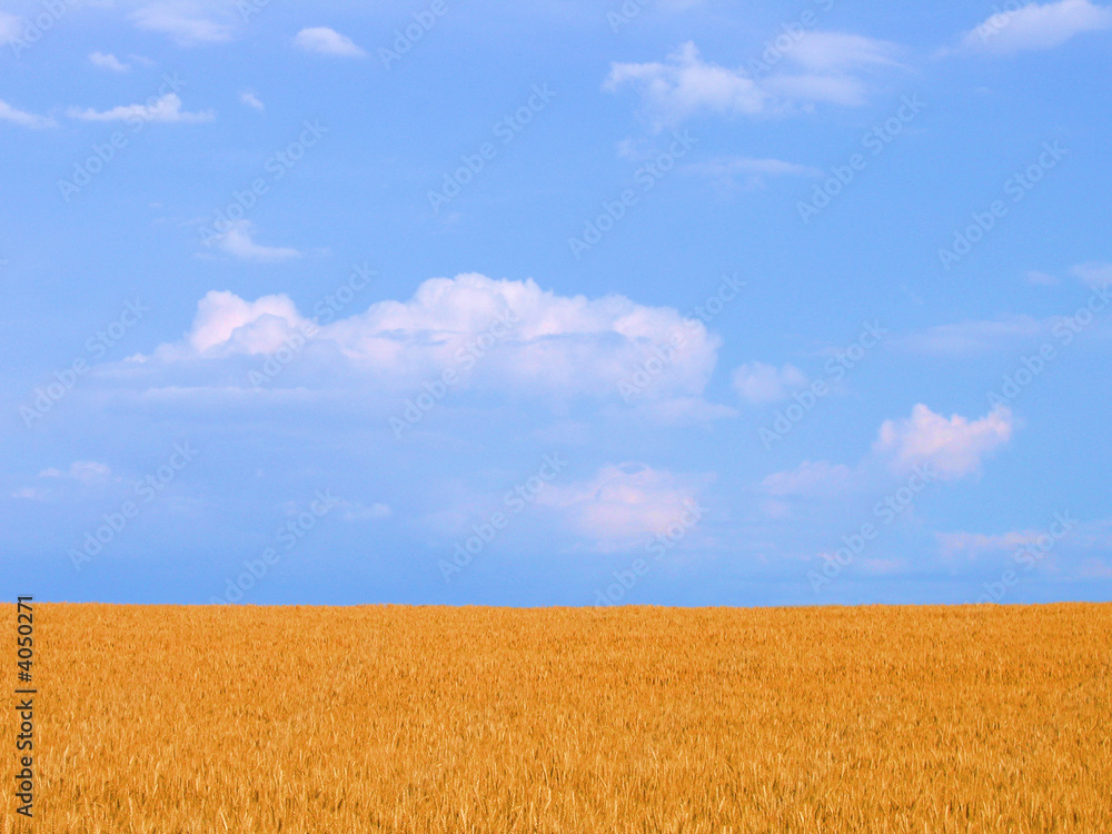 wheat field