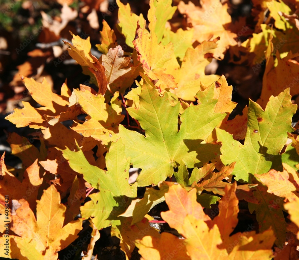 Autumn leaves