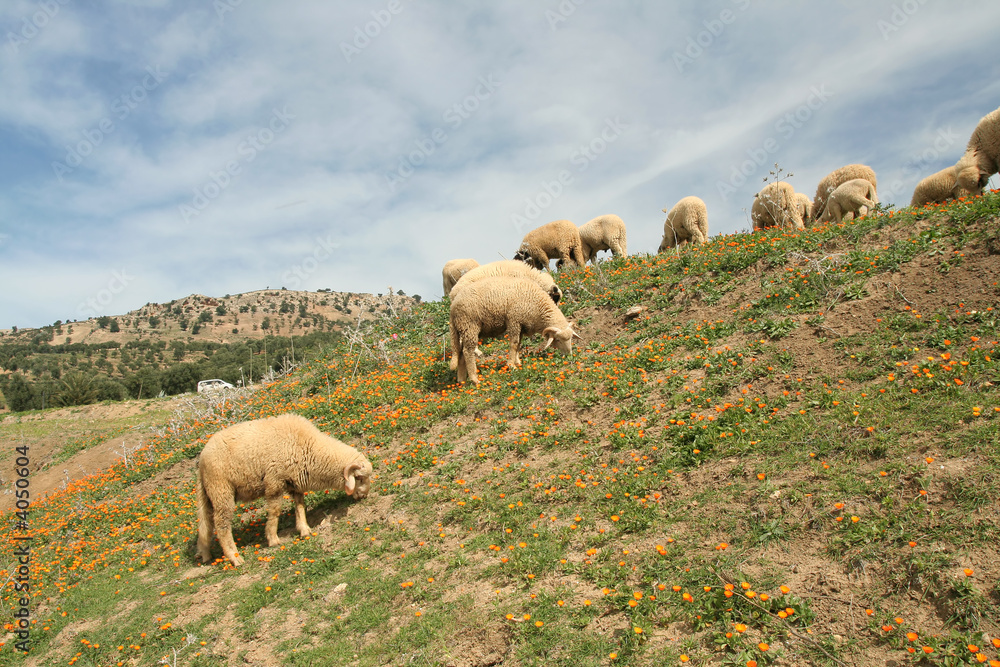 Fototapeta premium Lambs in calendulas meadow