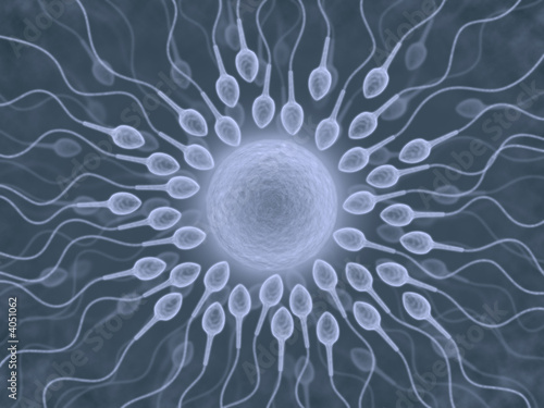 Fototapeta Sperm (X-Ray)