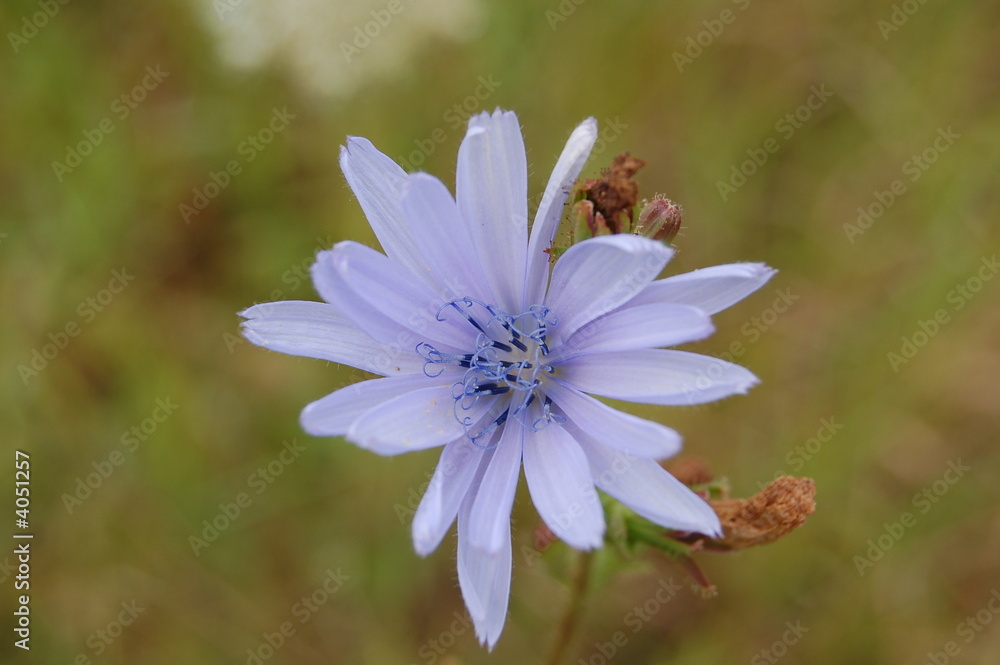 Fototapeta premium purete douceur