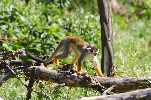 monkey Kotul