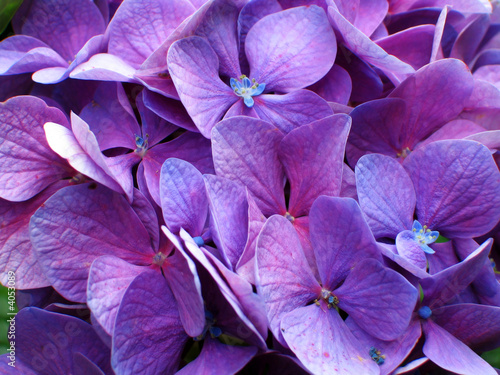 Hortensia violet