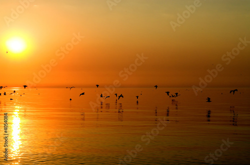 Birds above orange sea
