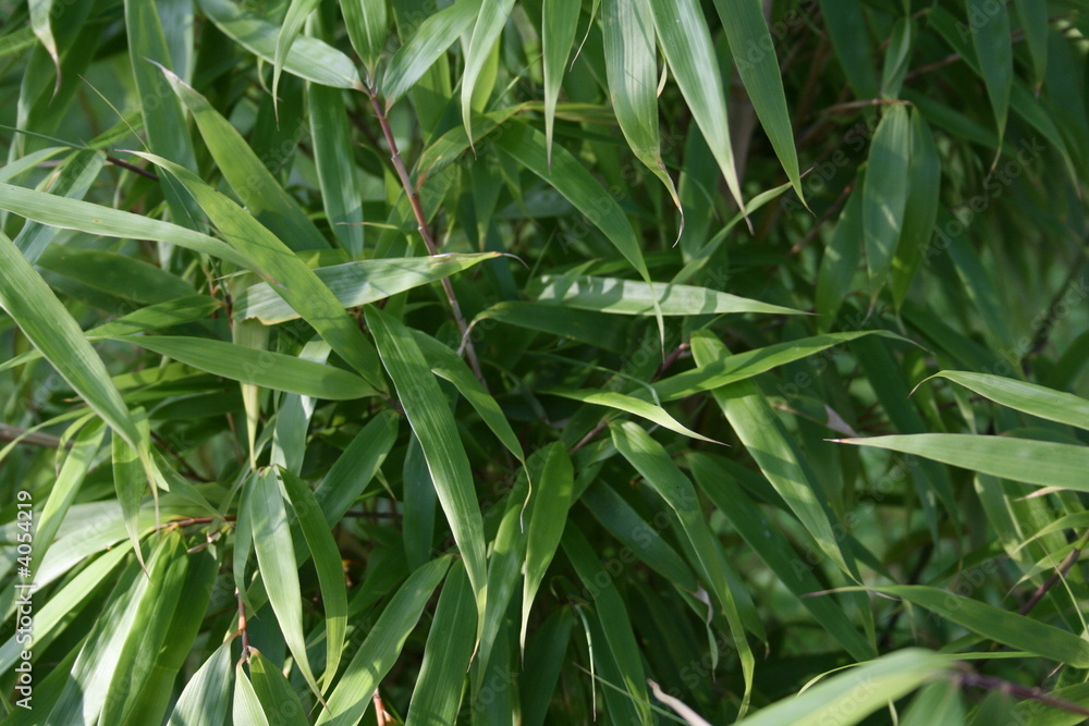 Fototapeta premium Blättergrün