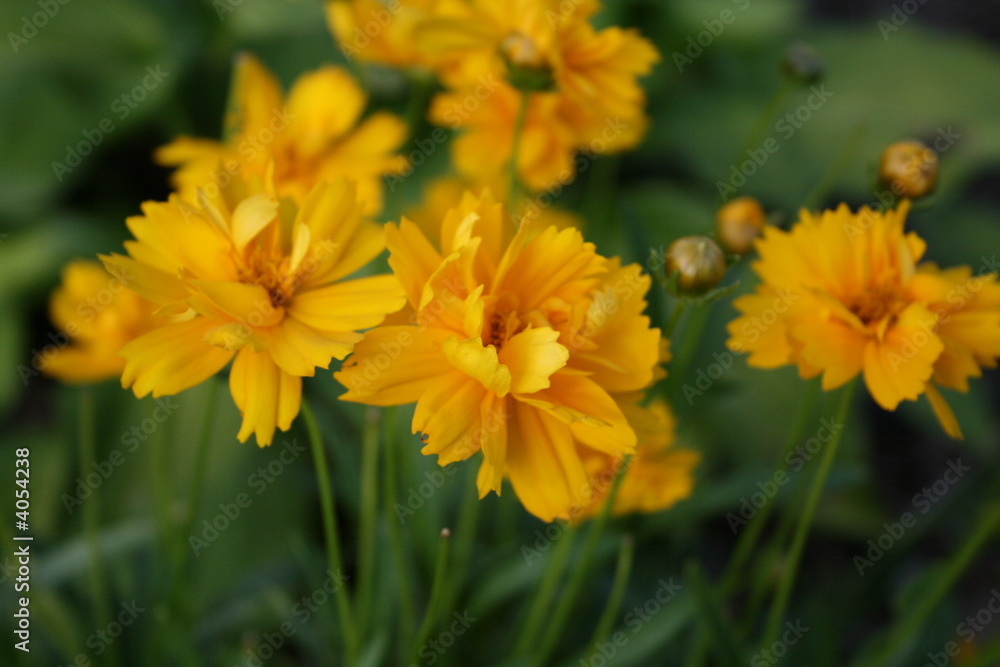 Blümchen Blümchen