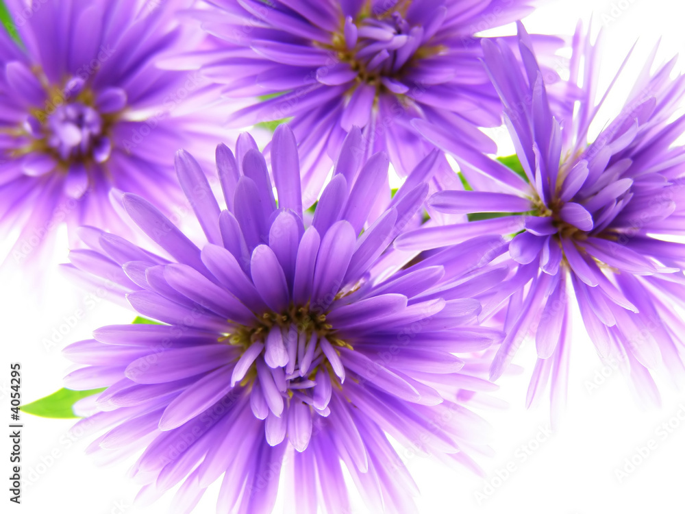 Obraz premium colorful asters