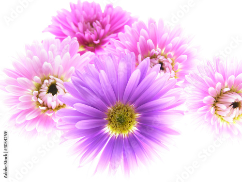 colorful asters