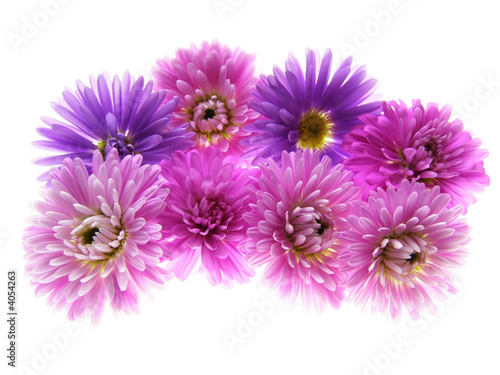 colorful asters