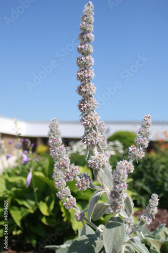 purple lambs ear flower