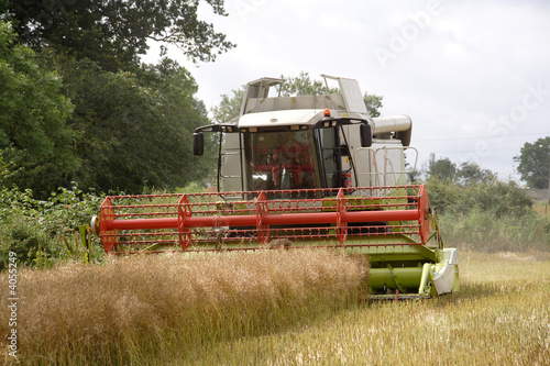 Harvesting the rape seed field