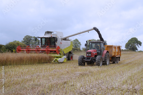 Harvesting the rape seed field