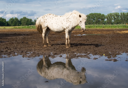 Fototapeta Naklejka Na Ścianę i Meble -  The horse and reflection