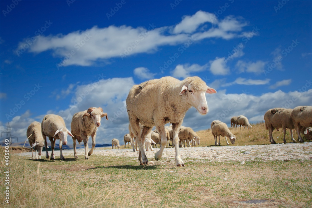 Obraz premium Flock of sheep