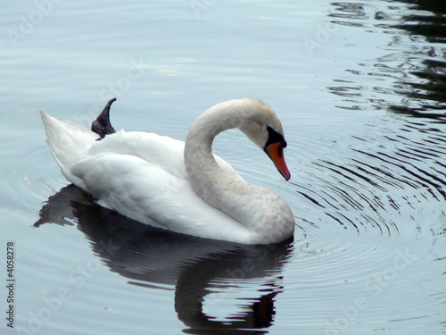 Swan