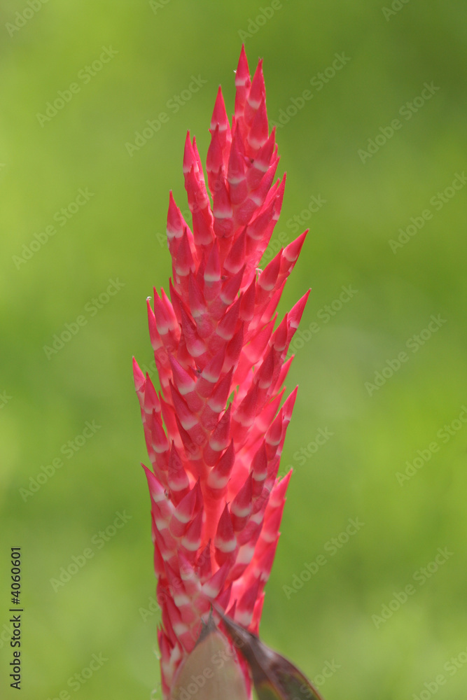 Beautifull flower of bromelia Beautifull flower of bromelia