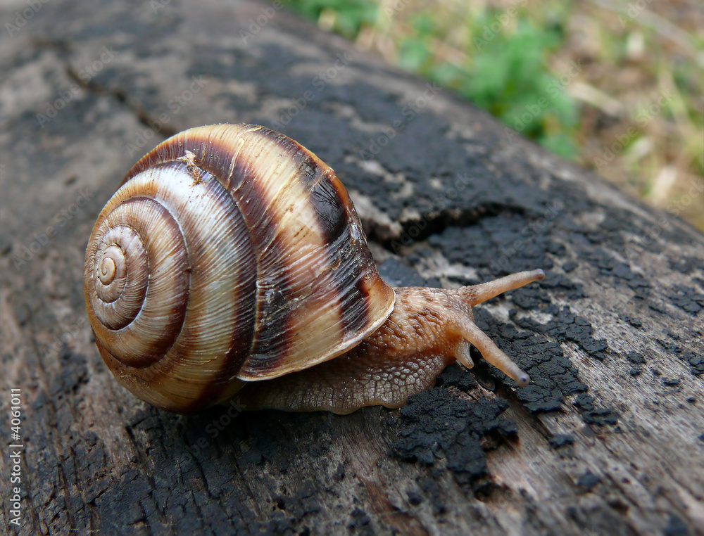 Snail 4 Snail 4