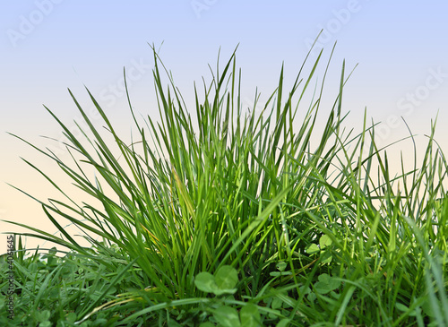 Grasfreisteller