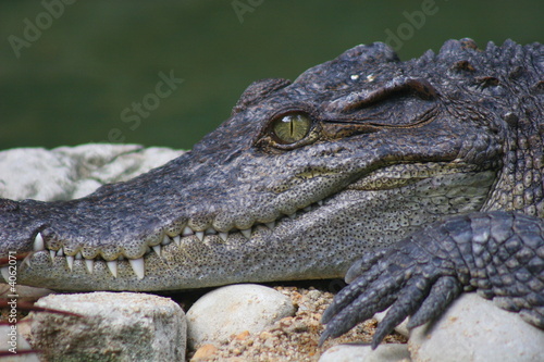 Krokodil - Gebiss