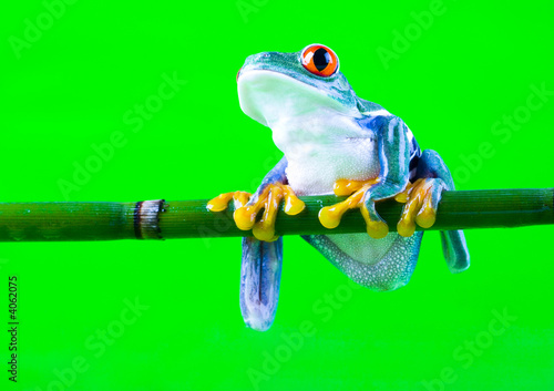 Bright frog