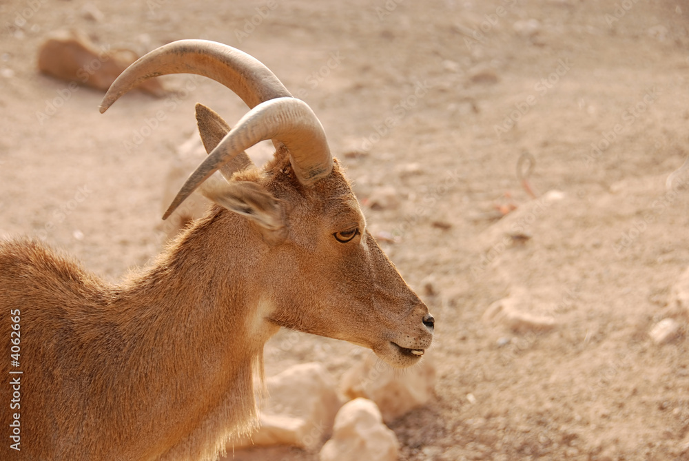 Goat in the desert