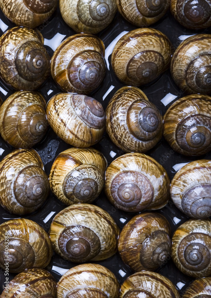 Seashells Seashells