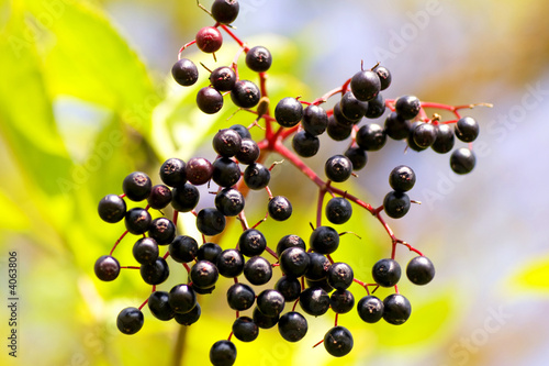 kleine beeren