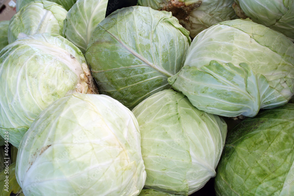 Fototapeta premium Heads of Cabbage