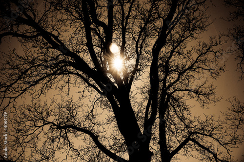 Arbol de otoño