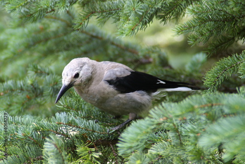 Clark's Nutcracker 2