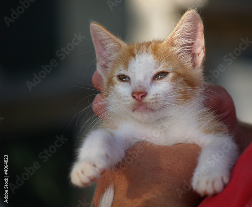 Kitten with eyes open