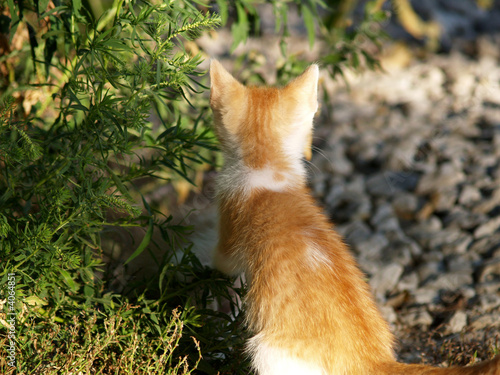 Kitten looking forward