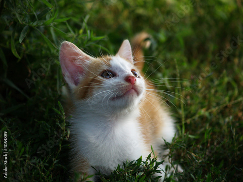 Kitten in the woods