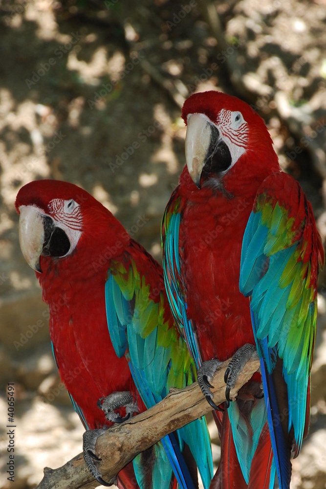 Obraz premium 2 red parrots